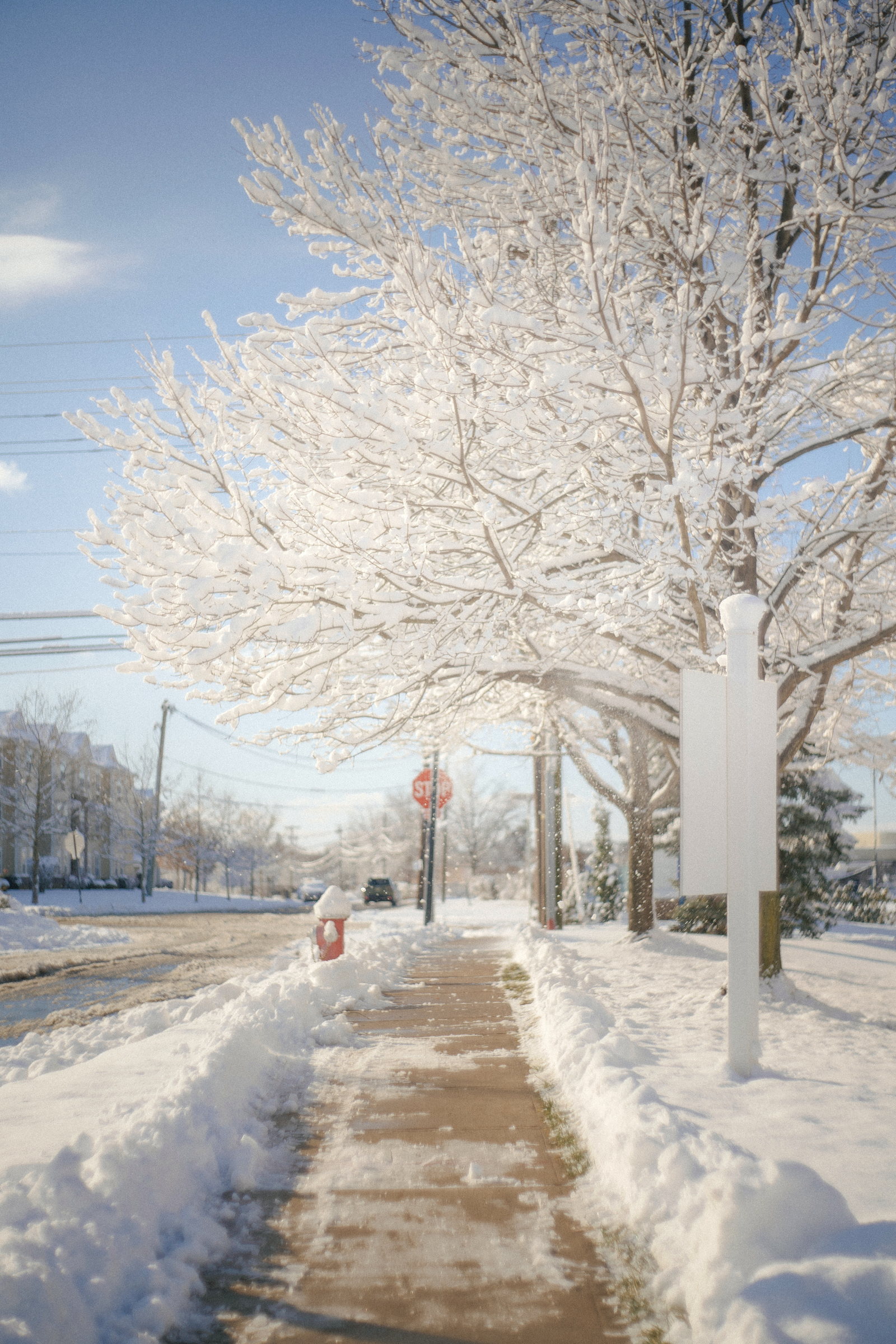 Snow-laden trees along a quiet street