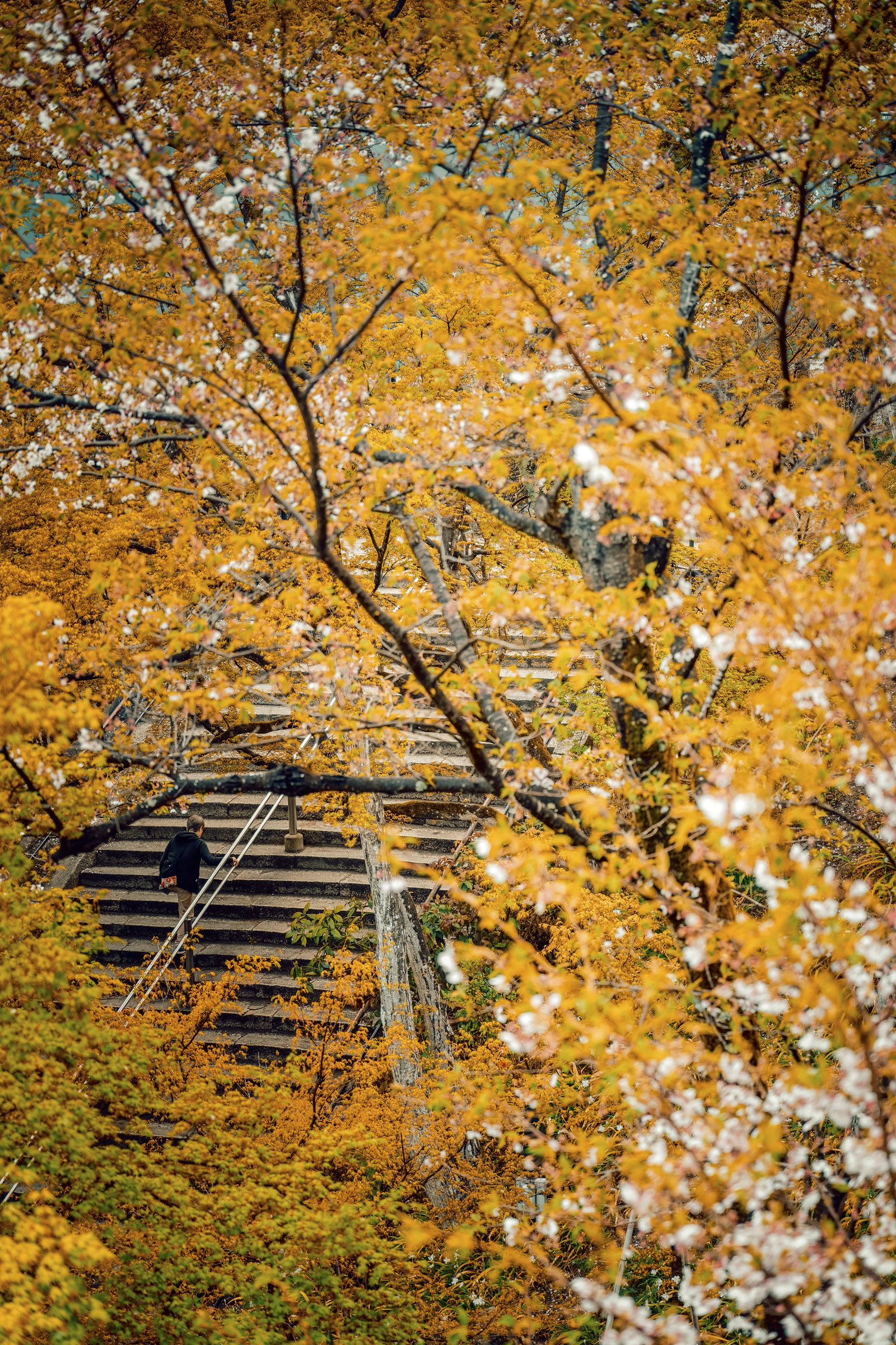 Golden autumn tree against a dark background