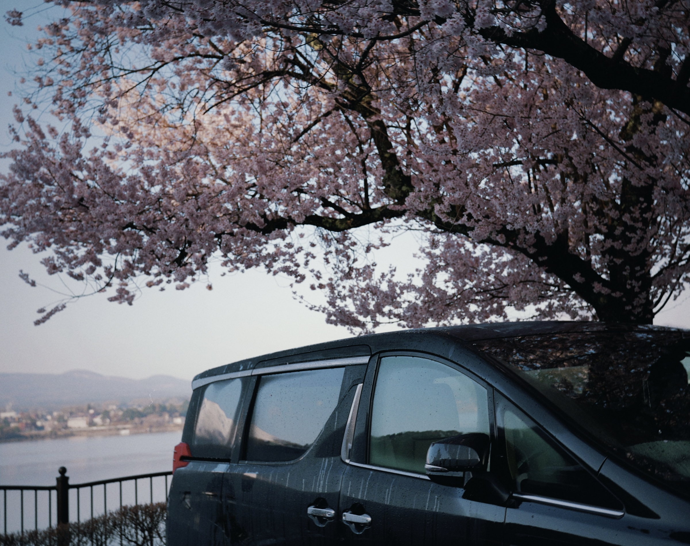 Car parked beneath cherry blossoms by a lake