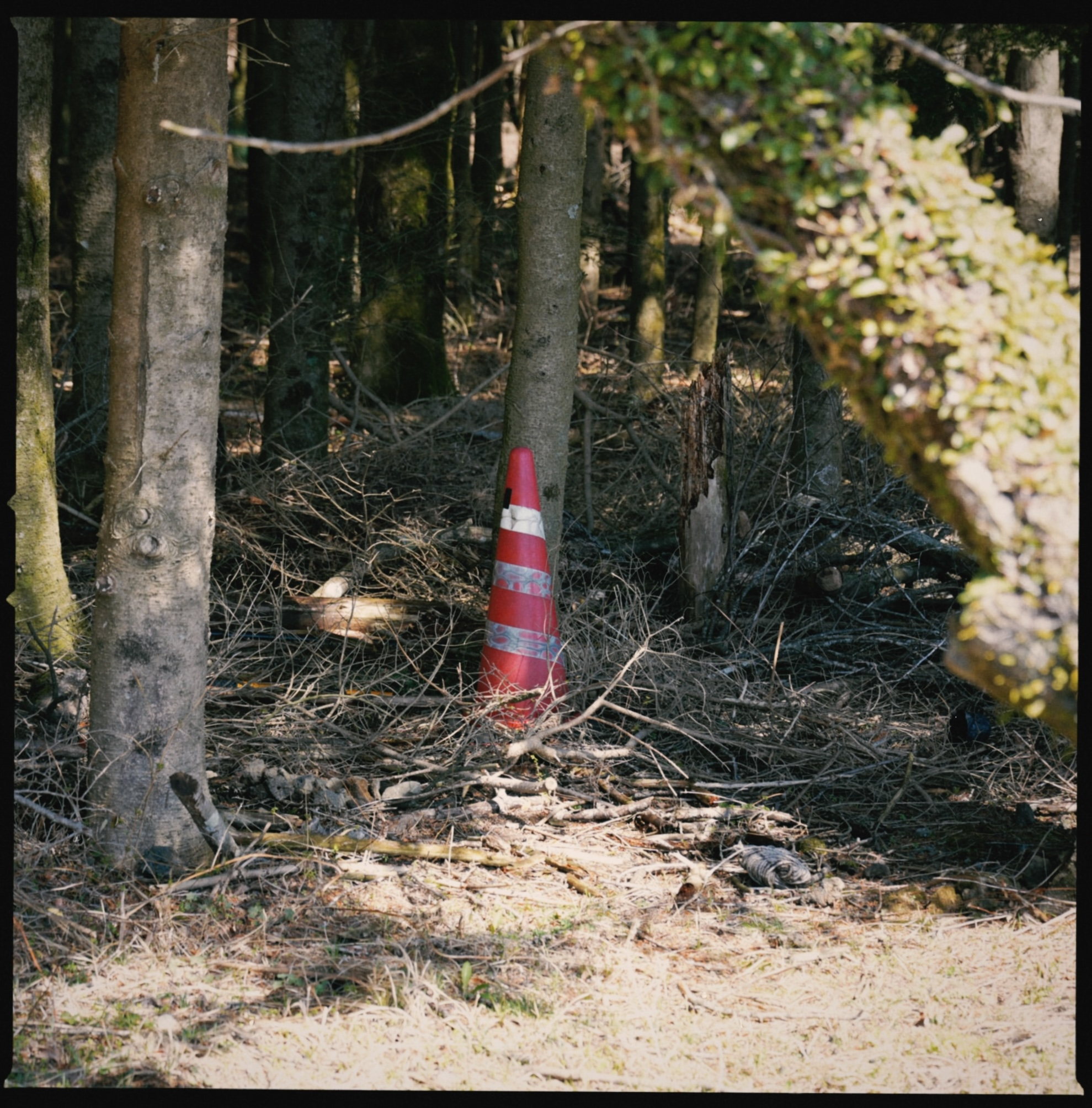 Traffic cone on a sunlit forest floor