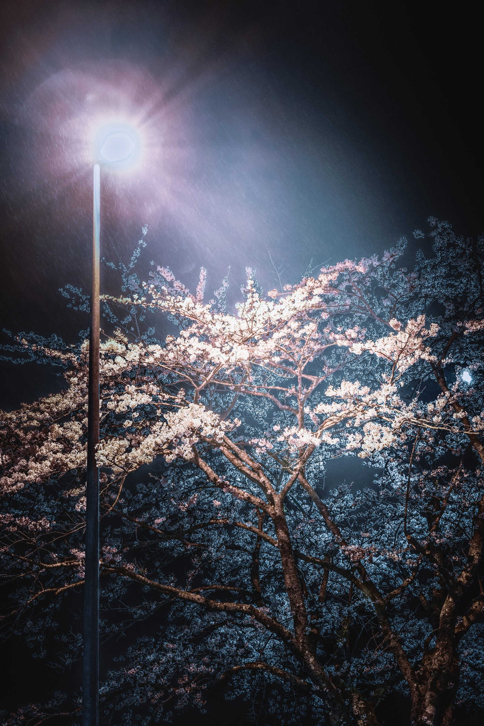 Cherry blossoms illuminated beneath a streetlight