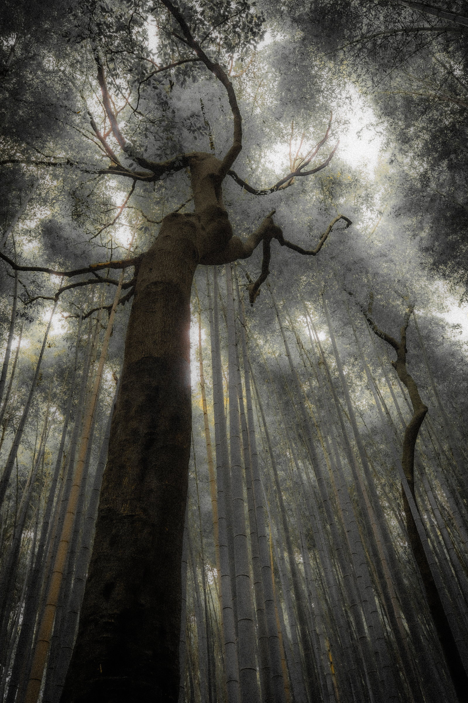 Looking up into the canopy of a towering tree